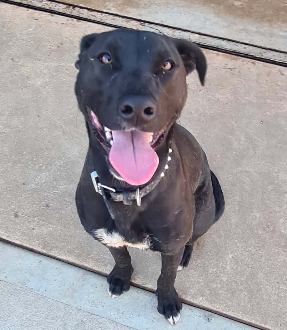 Dog Boarding Dusty Paws Dog Boarding