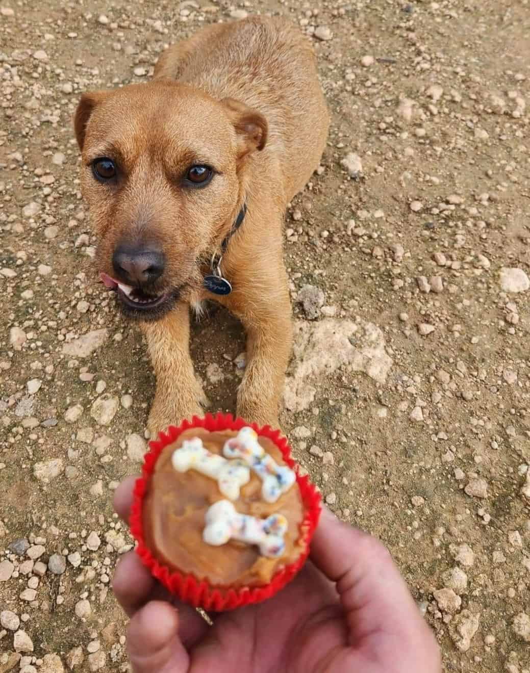 Dusty Paws Dog Boarding